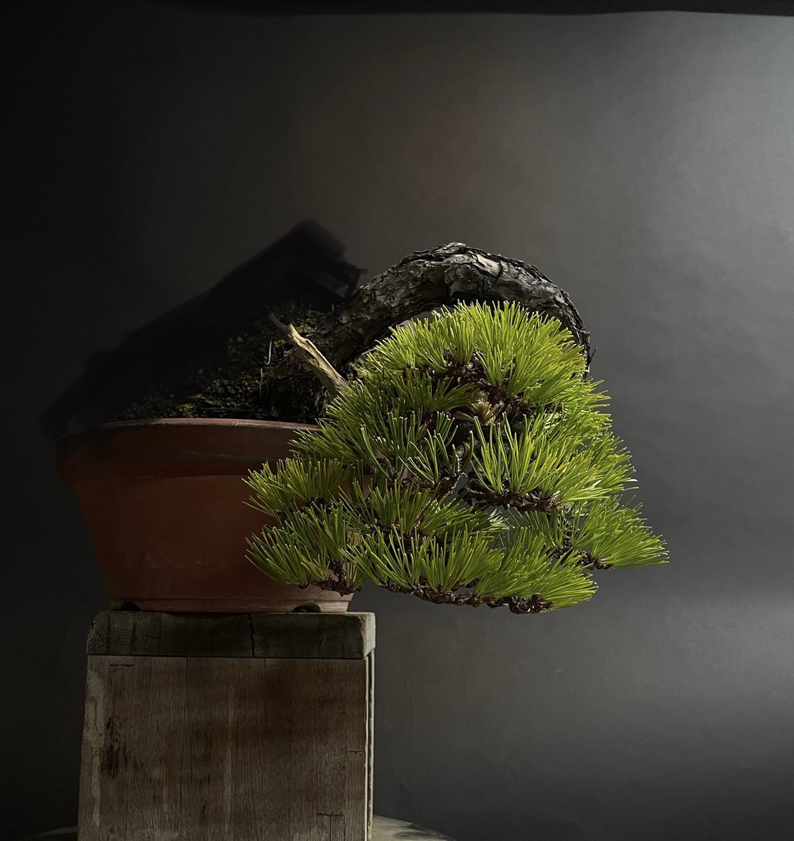 before / after
#bonsai #blackpine #黒松 #art #japaneseculture