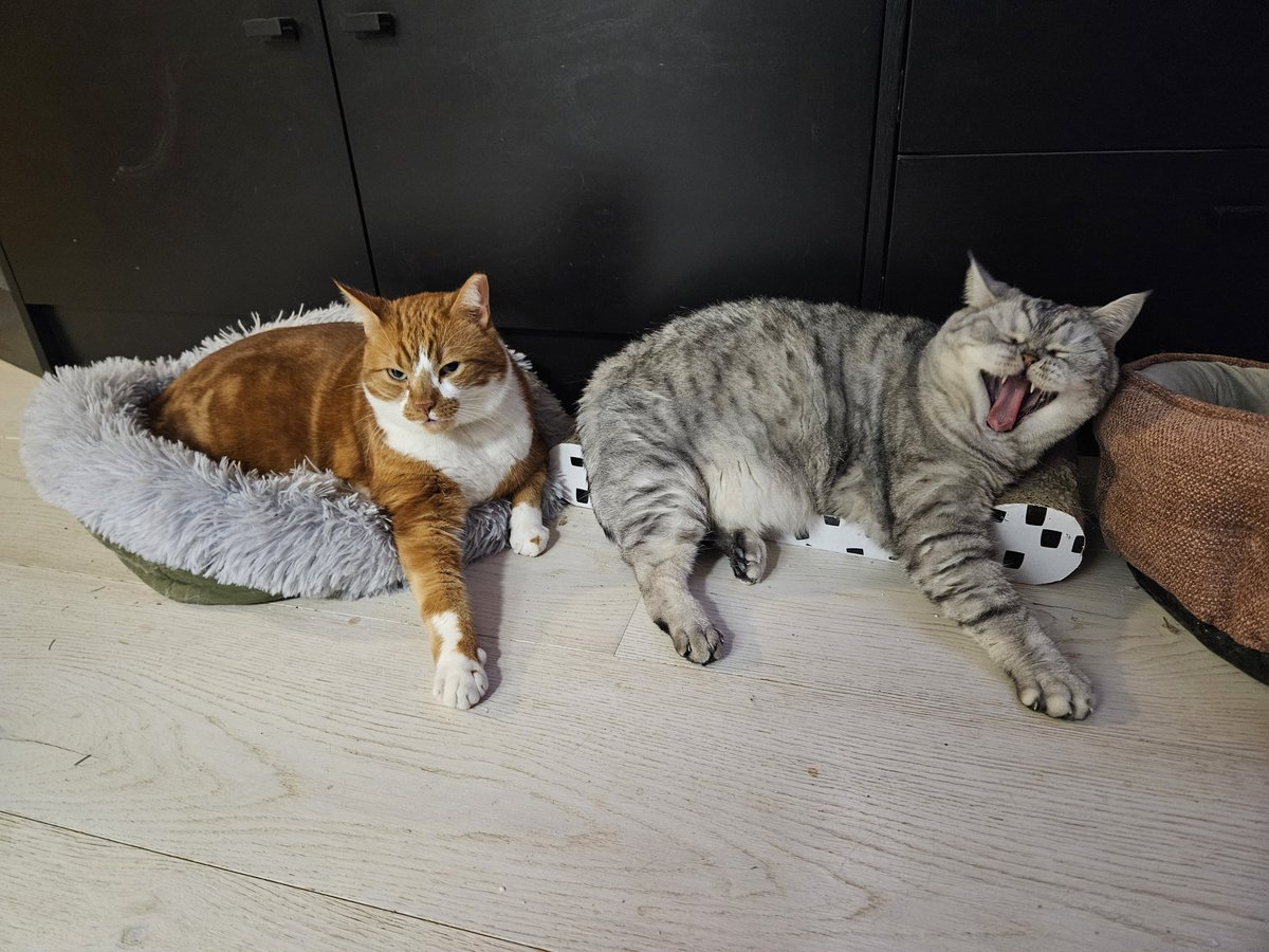 Svētdienas vakaram piestāvoša bildīte.