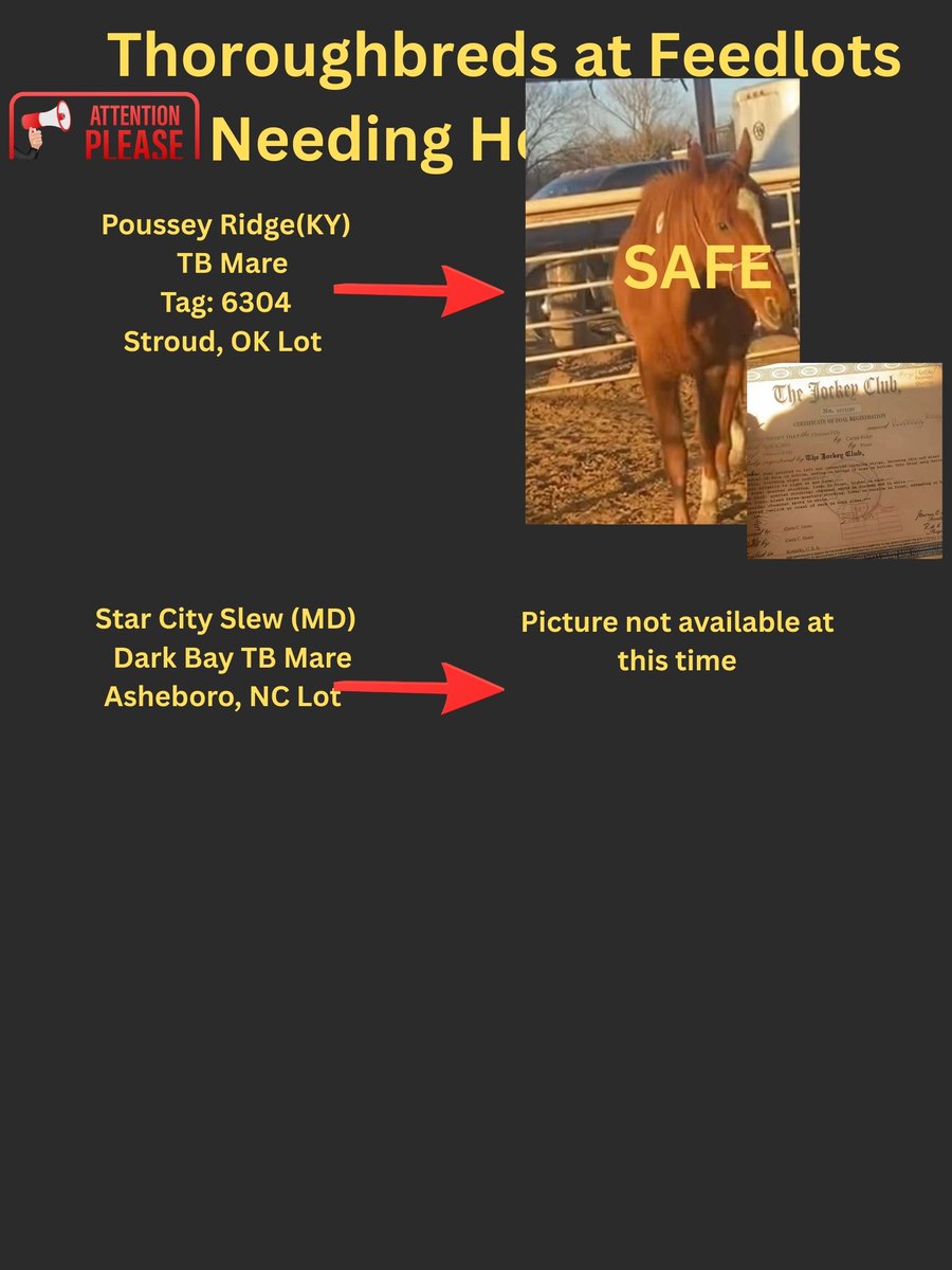 🆘🆘🆘🆘🆘👉 Poster 1-18-26. More thoroughbreds at lots and more coming in. Sadly, we cannot help any new horses as have so many in quarantine and added vet bills, extended QT board. The Powers that Be in the industry need to be contacted and TAA and see if they can figure out