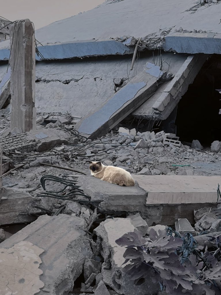 Mo7mmd30's tweet image. Leo was not just a cat.
He was a small life trying to survive.

He sat on the rubble of a mosque
built to stand for hundreds of years,
and collapsed in a moment.

The stones were bombed,
the walls were leveled to the ground,
and Leo… was left to starve.

He was not killed by a…