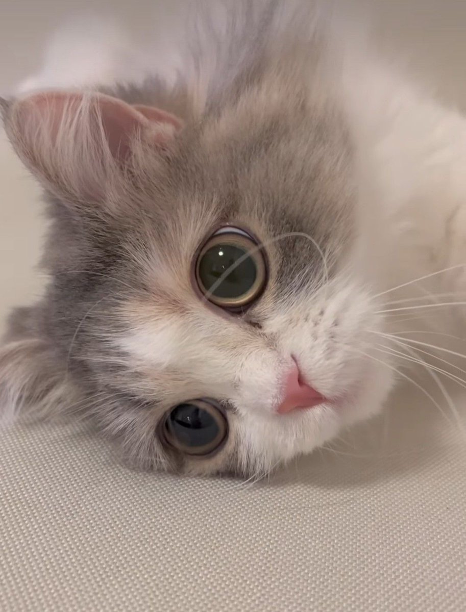 CuteCatsMagic's tweet image. 