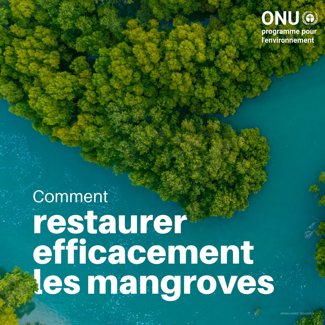La restauration des mangroves à grande échelle suscite un intérêt croissant.
Mais son succès repose sur des approches scientifiques et inclusives, portées par les ONG, gouvernements, communautés et scientifiques. 

🌿Directives #GénérationRestauration : mangrovealliance.org/wp-content/upl…