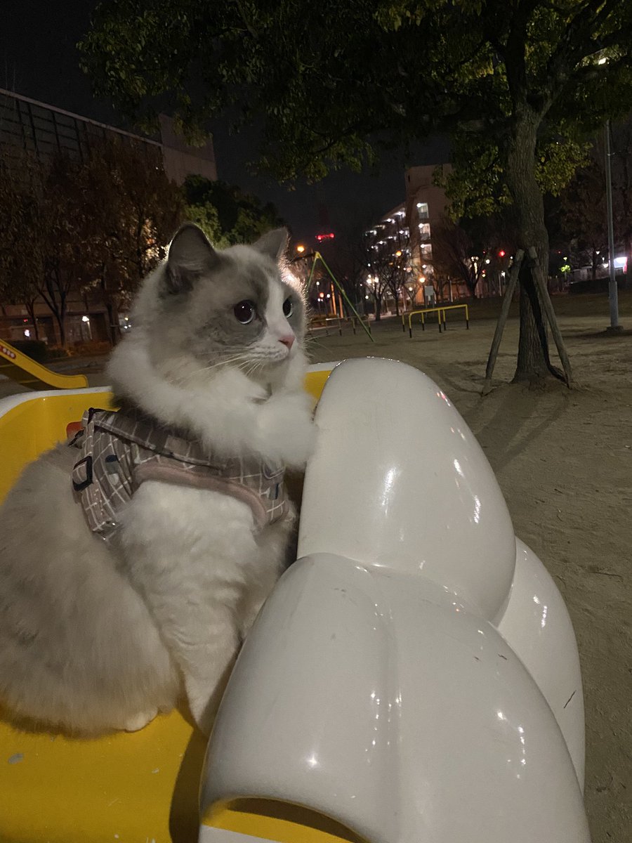 sui_mona's tweet photo. 夜の公園で、愛猫とよくわかんない遊具乗った思い出 https://t.co/y9or09rZdW