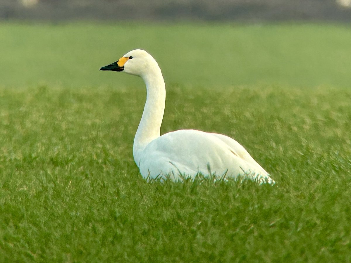 A fantastic day in Norfolk today! Star bird the Black-winged Kite at Hickling Broad but plenty else to see inc Snow Buntings, Cranes &amp; Bewick’s Swans. Finished with the Ring-necked Duck at Filby Broad in company with 3 Scaup. #norfolkbirds
