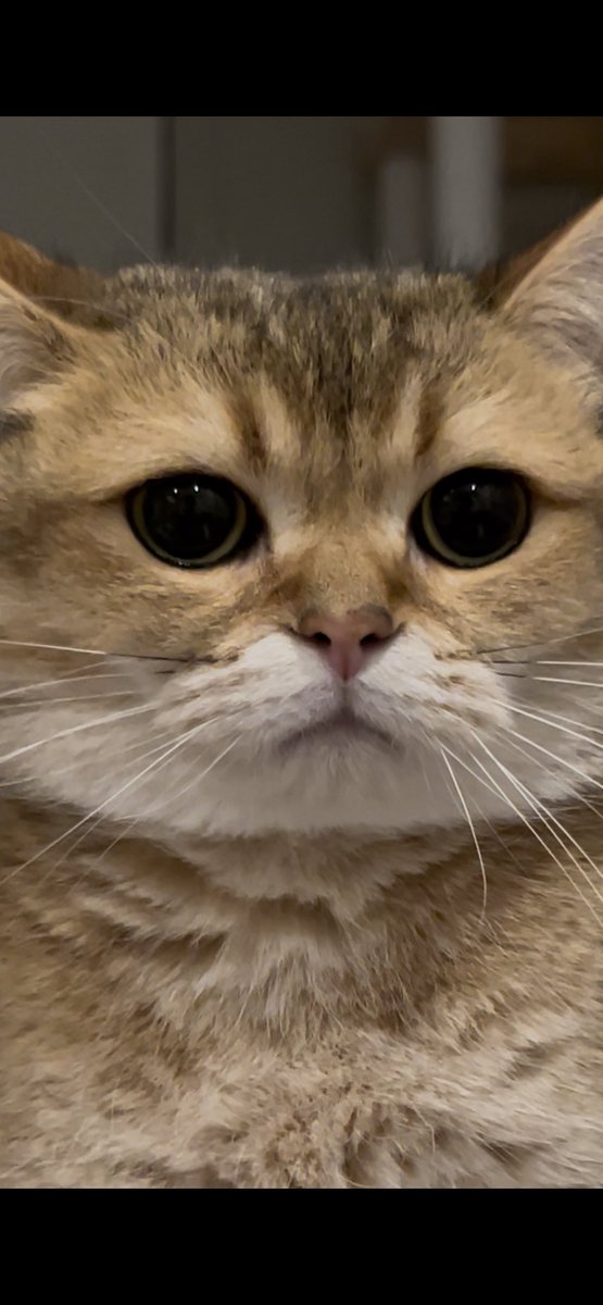 ご飯中になんか視線感じてふと見たらめっちゃ見られてた