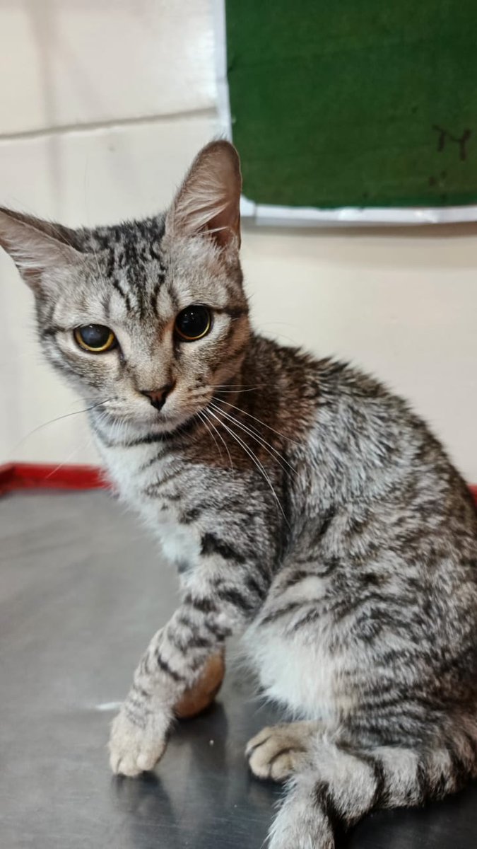 tws_pk2's tweet image. Jon Snow is now healthy, but left blind after blunt force trauma 💔. Blind cats don’t cope well in sanctuaries. He’s young and full of love and deserves a real chance at a home. I’m seriously considering bringing him to the UK to find him the family he deserves  #AdoptMe