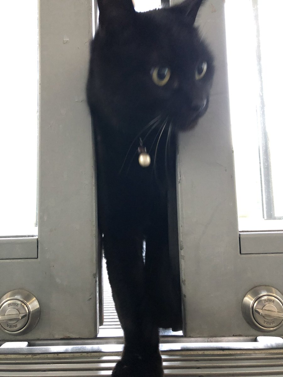 時をかける猫ニャ544 