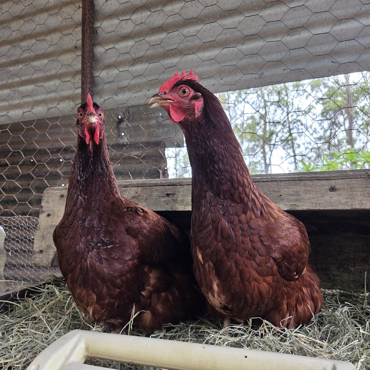 Glads The Fish tweet media