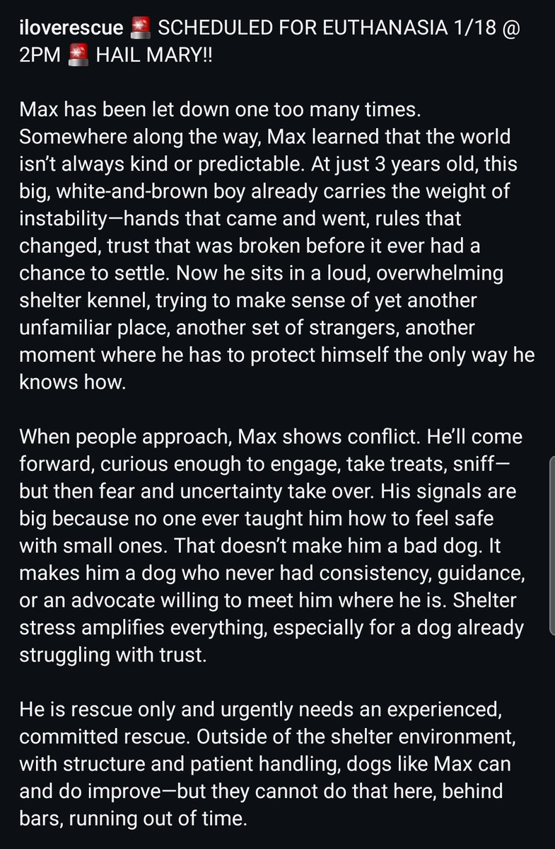 8415_n's tweet image. MAX (m)
3yo. #Pittie #pitbull #pittierescue
Failed by humans, needs comm.&amp;amp; exp. #Rescue NOW‼
#EUTHLISTED TODAY 1/18‼
#Devore #SanBernardino #LosAngelesCA #losangeles #Socal #California
TAG #RESCUE|s
#PLEDGE
#FOSTER (at NO COST!)
#ADOPT (anywhere US!)
👇
instagram.com/reel/DTqqXIVEi…