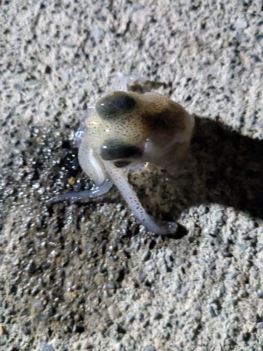 これ可愛すぎ