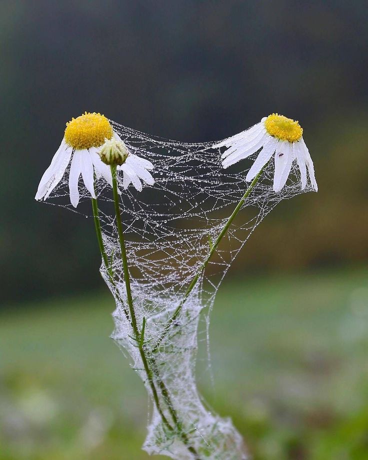 𓍊˖ ࣪⊹ (@goblinc0re) on Twitter photo 