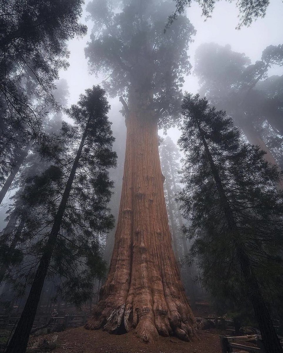 Sequoia National Park, California.