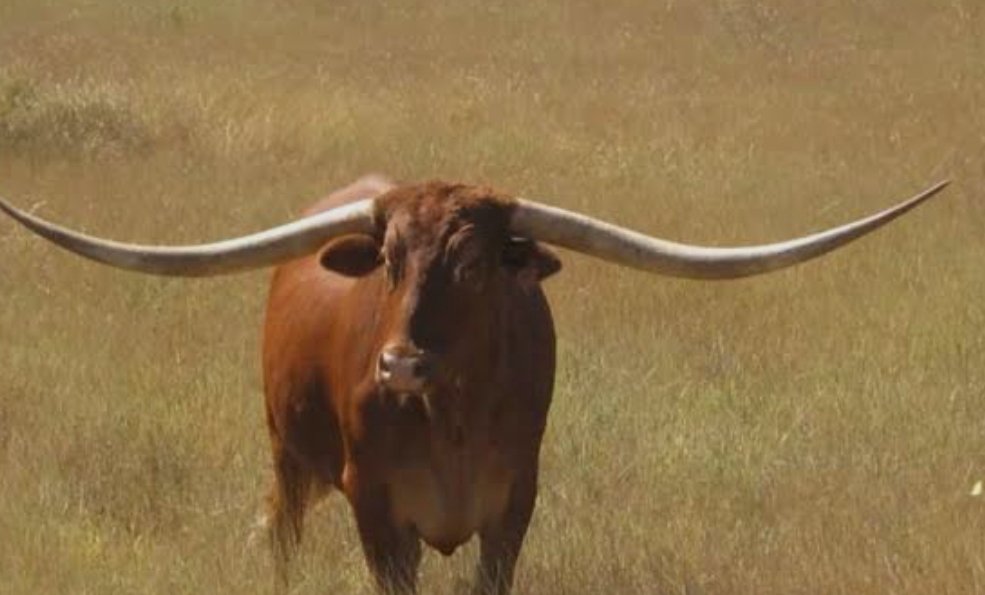 CUIDADO eles andem aí...