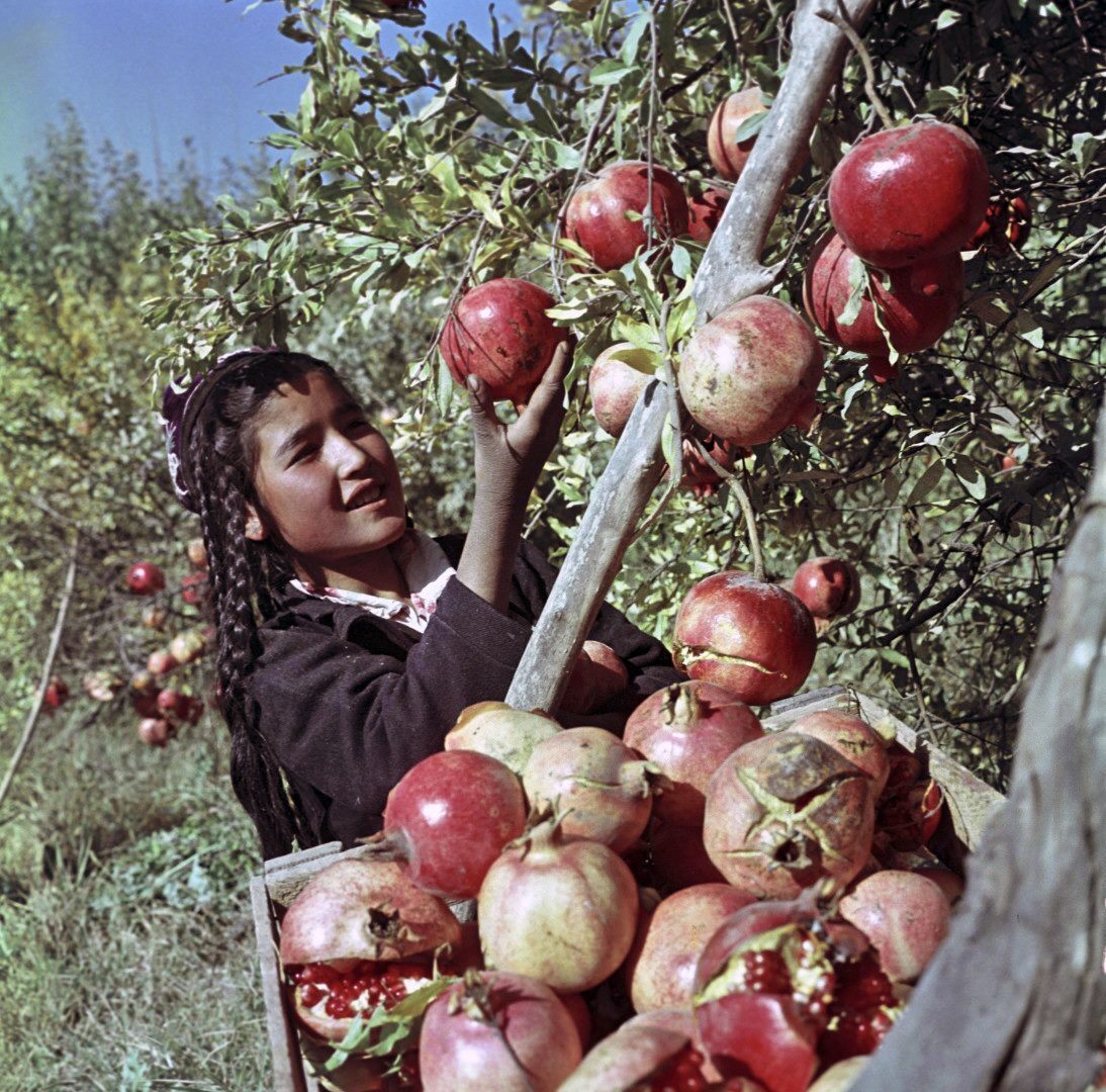 Picking pomegranates in Uzbekistan, photo by Georgy Zelma (1967)
