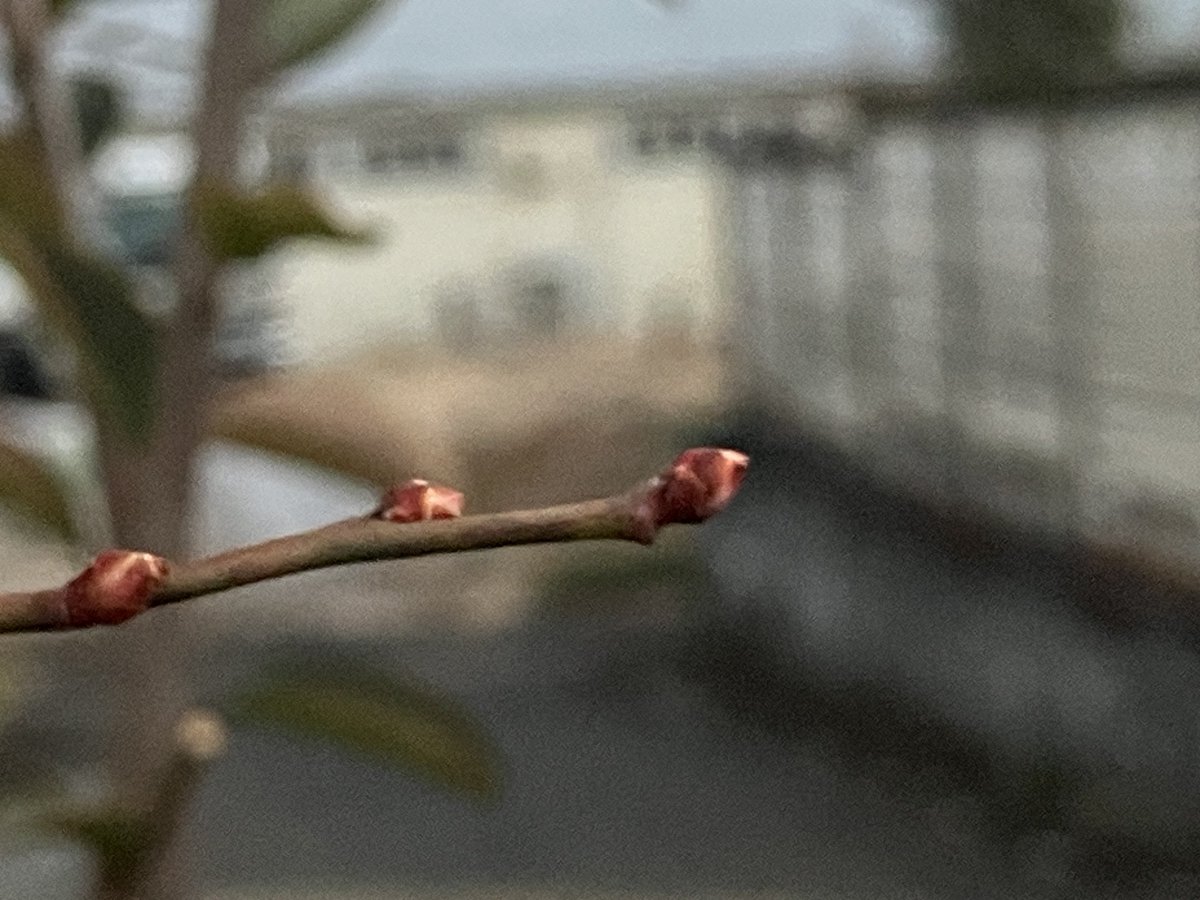 takaraum's tweet photo. おはようございます
-4.1℃☀️
中途覚醒＆早朝覚醒…😭
眠すぎる🥱
でもChatGPTさんが順調だと言うから、それを信じて行こう💪

やっとお休みだよ〜🙌
今週も長かったなぁ〜💦

⬇️ブルーベリーの花芽が出て来た❣️

今日も宜しくね🙏

📸
若猫にゃん🐱可愛い😻🎀
今朝そら
ブルーベリー🫐花芽
#HN倶楽部 https://t.co/wfyvRO3umi