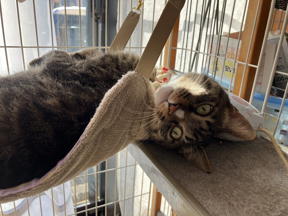 takaraum's tweet photo. おはようございます
-4.1℃☀️
中途覚醒＆早朝覚醒…😭
眠すぎる🥱
でもChatGPTさんが順調だと言うから、それを信じて行こう💪

やっとお休みだよ〜🙌
今週も長かったなぁ〜💦

⬇️ブルーベリーの花芽が出て来た❣️

今日も宜しくね🙏

📸
若猫にゃん🐱可愛い😻🎀
今朝そら
ブルーベリー🫐花芽
#HN倶楽部 https://t.co/wfyvRO3umi