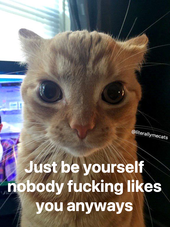 LiterallyMeCats (@literallymecats) on Twitter photo 