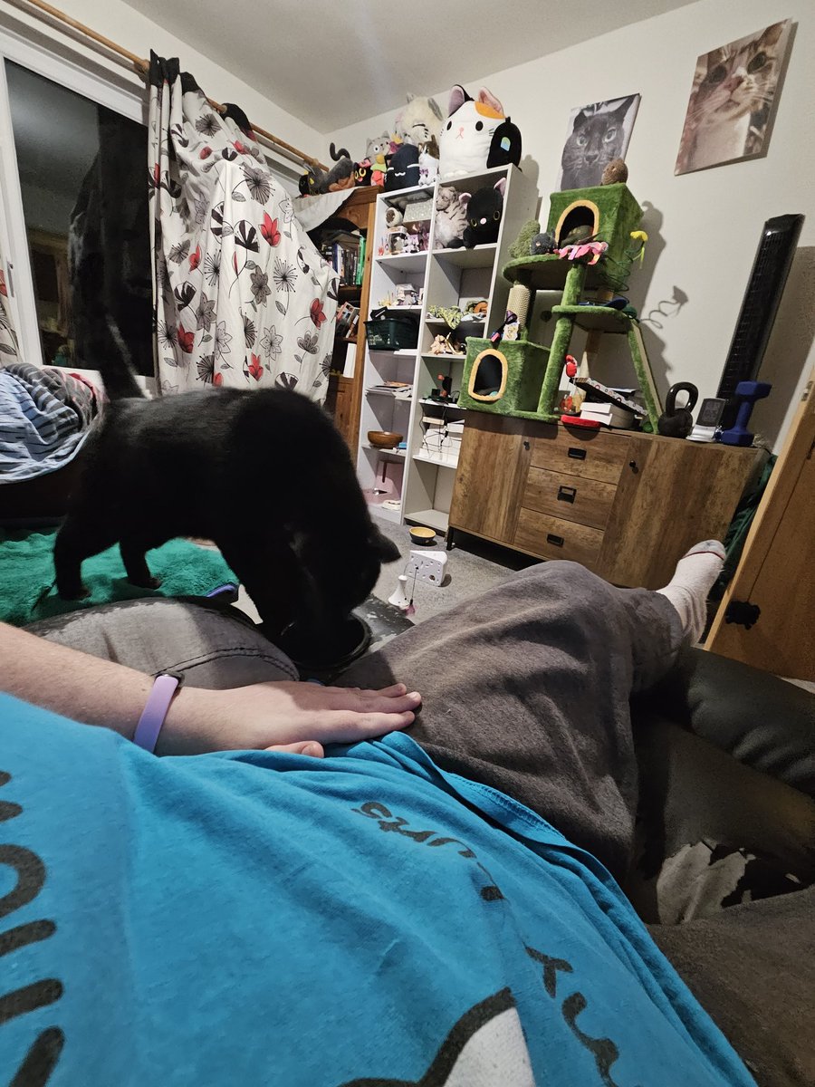 HurricaneHam's tweet image. Funny fact: the chair swivels so when he does come to try and walk over that gap it will rotate it away from him.  I have to notice and stop it moving.

Luckily i am good at noticing.