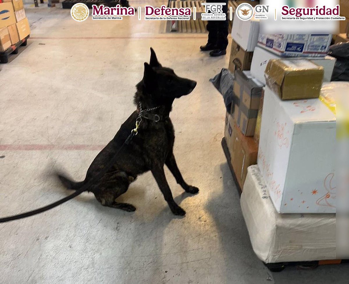 GabSeguridadMX's tweet image. En el @AICM_mx, resultado de labores de inteligencia y revisión de mercancías, elementos de @SEMAR_mx y Aduanas, con apoyo del binomio canino Néstor, aseguraron un paquete con un kilo de fentanilo, enviado desde Hong Kong y declarado como cosméticos.

Esta acción evitó la