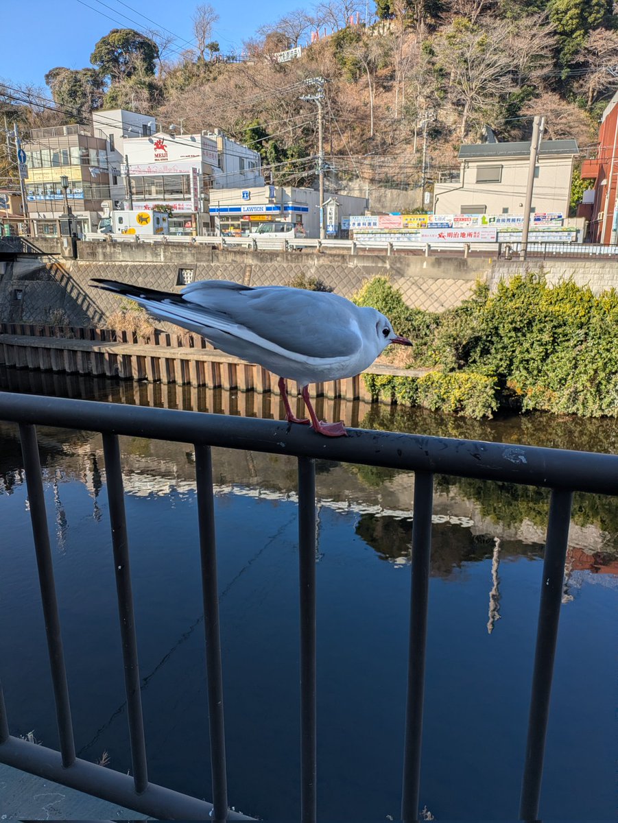 朝から鳥に好かれてるようだ☀🐤
餌なくてごめんね😅