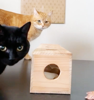 nekozuki（ねこずき）公式｜猫用品メーカー・ブランド