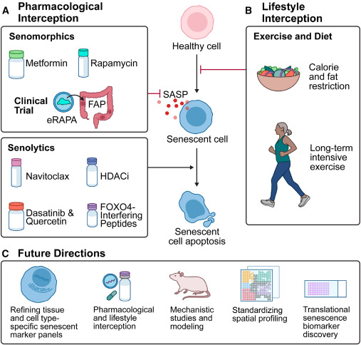 Cancer_Cell's tweet image. Cellular senescence in precancer lesions and early-stage cancers dlvr.it/TQP9Ts