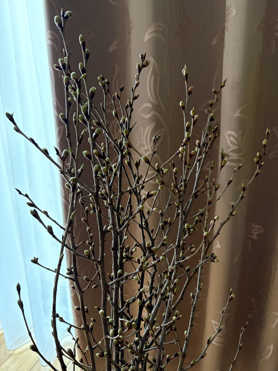 おはようございます。春を代表する桜🌸、今年も山形から啓翁桜が届きました。Iさん、Wさん有難うございました。蕾が沢山❣️ワクワクウキウキします☺️