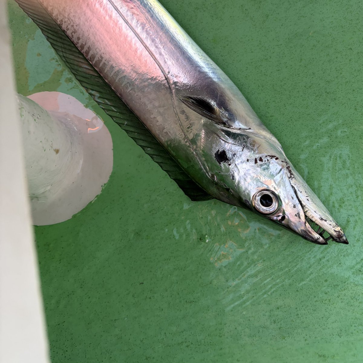 tomorimo's tweet image. 今日も難しいよ😓🐉