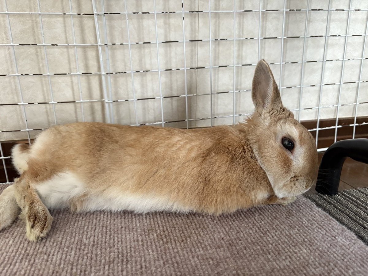 tonsan211's tweet image. 火曜〜木曜あたりは牧草が減らなかったりと、心配なことが多かったけど、昨日、今朝と牧草も食べてくれて、ペレットの食いつきも悪くないので、ひとまず今日は様子を見ようと思います。
シニアうさぎさん、波なのか、通院すべきなのか、の判断が難しい。