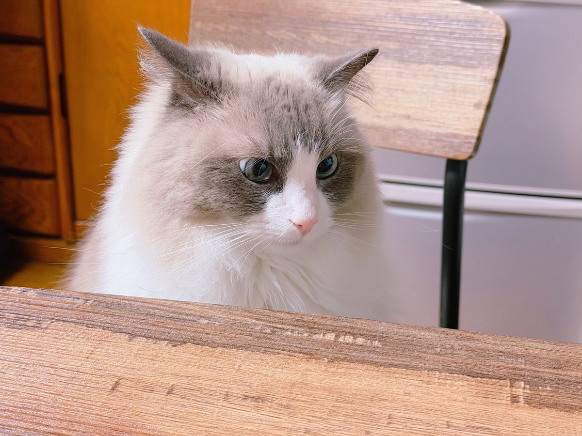 承太郎💕

「僕も‥」

「おやつ欲しいな〜」

って顔が可愛いかった😍✨

#ラグドール 
#猫のいる暮らし 
#猫好きさんと繋がりたい