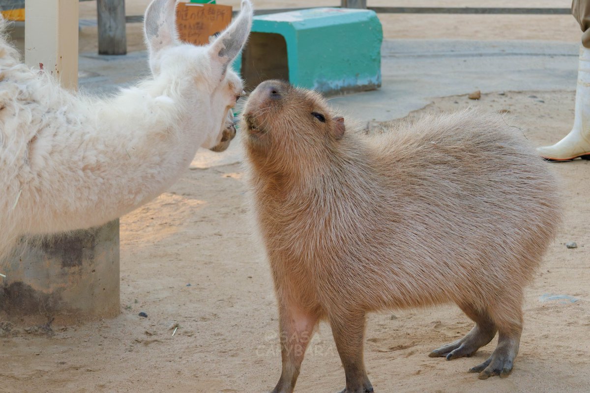 ささ @sasa.capybara (@ice3kyoudai) / Posts / X