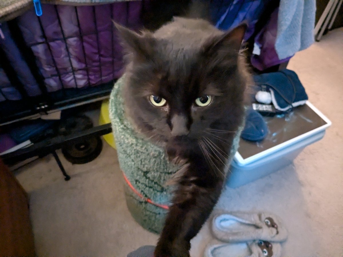 SrinityFF's tweet image. My four indoor kitties/coworkers, Loki, Angel, Seeker, and Daisy. They help me stay warm in winter and always make me feel loved. 😻❤️