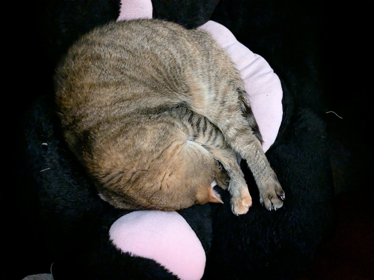 SrinityFF's tweet image. My four indoor kitties/coworkers, Loki, Angel, Seeker, and Daisy. They help me stay warm in winter and always make me feel loved. 😻❤️