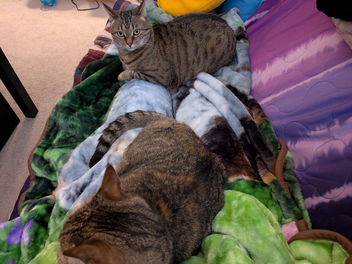 SrinityFF's tweet image. My four indoor kitties/coworkers, Loki, Angel, Seeker, and Daisy. They help me stay warm in winter and always make me feel loved. 😻❤️