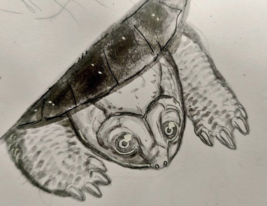 Found this old drawing of my turtle again oh god he's so cute