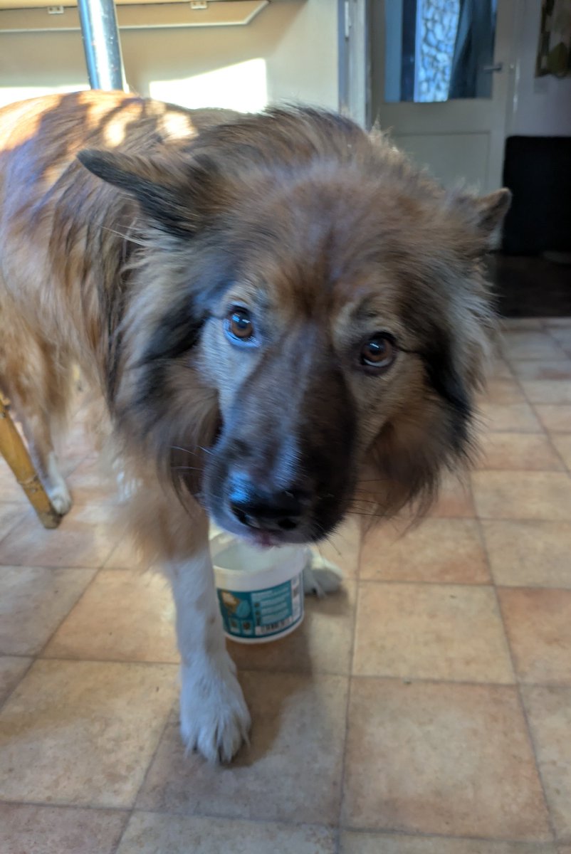 CamasTheCollie's tweet image. No. I haven't quite finished cleaning the peanut butter pot yet. You'll just have to be patient. 🐾🐾🥜⏳😋
#BorderCollie
#PeanutButter
#Tasty
#Helping
#FridayThoughts