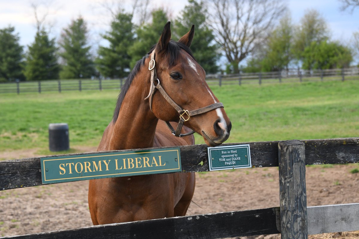 Our Eclipse Champion Turf Males all earned their championships in a five-year period.

Big Blue Kitten was the 2015 winner, Stormy Liberal’s strong 2018 –  ending in a 2nd <a href="/BreedersCup/">Breeders' Cup</a> Turf Sprint  win- won him the award, and Channel Maker's 2020 trophy rounds out our trifecta.