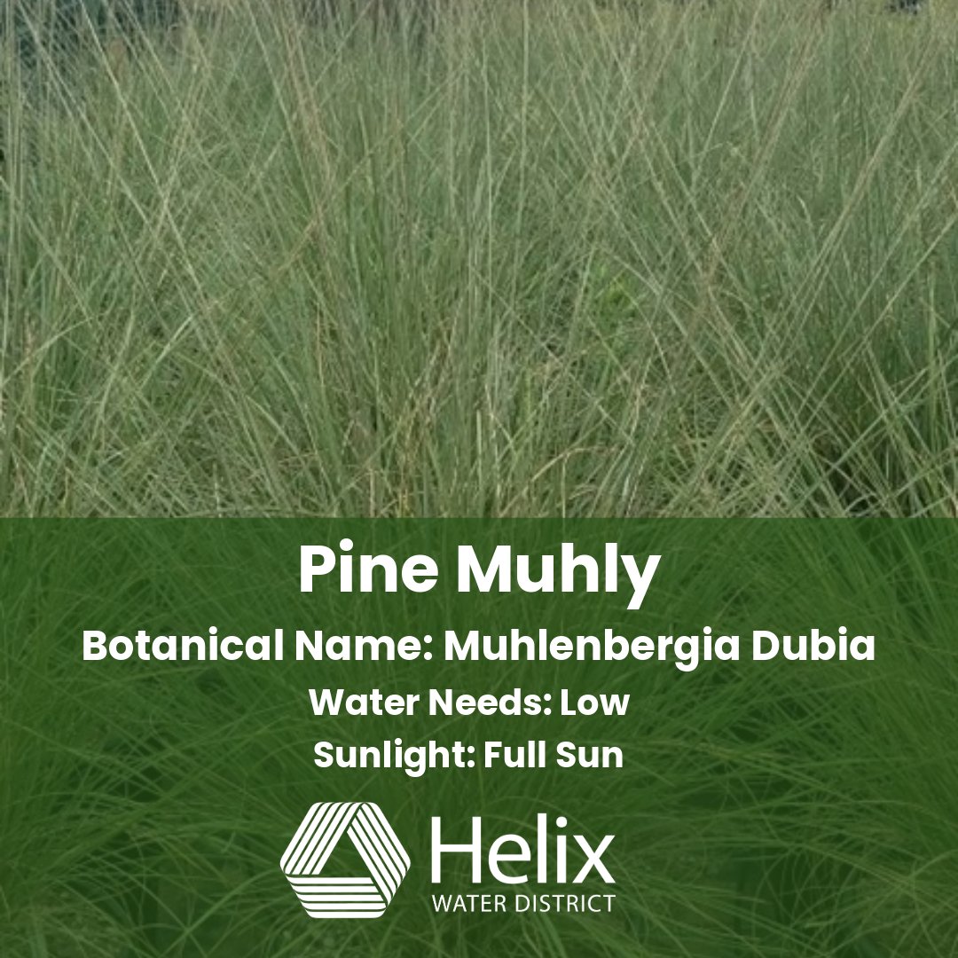 Plant of the Week 🌾 — Pine Muhly
Muhlenbergia dubia brings soft texture &amp; graceful movement to landscapes.
☀️ Drought-tolerant
💧 Low maintenance
🌿 Great in sun or part shade
Perfect for water-wise &amp; native gardens.
Got Pine Muhly in yours? Share a pic! #PlantOfTheWeek