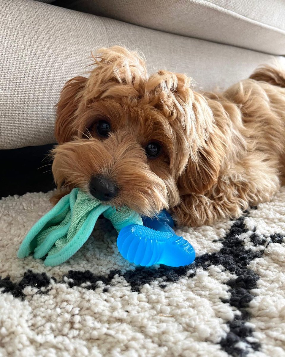 nylabone's tweet photo. When that teething relief hits you… 😌 Soak &amp; freeze this Chill 'N Chew toy and let the massaging bristles comfort your pup as they chew! Shop it at @PetSmart. https://t.co/JtVwaSNTgk

#Nylabone #petsmart #dogtoys https://t.co/ZQGWr2rn5h