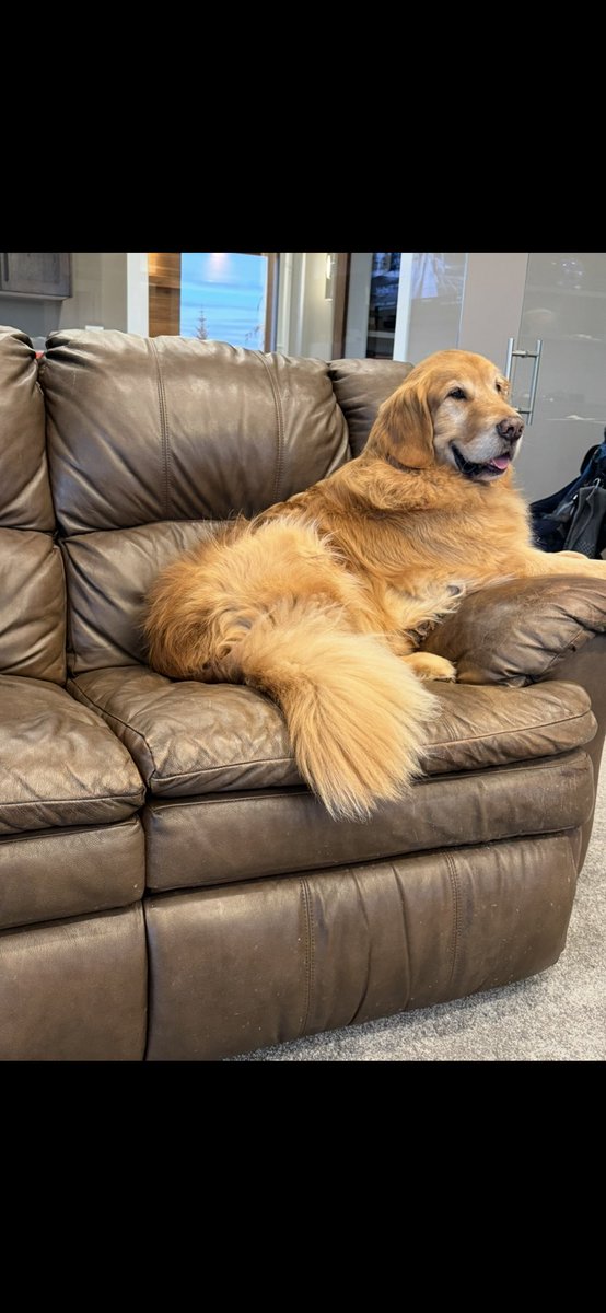 Ruger is showing us a combination Fluffy Butt Friday mixed in with a Weekend Smile!🤩❤️🥰🐾
#FluffyButtFriday #WeekendSmiles