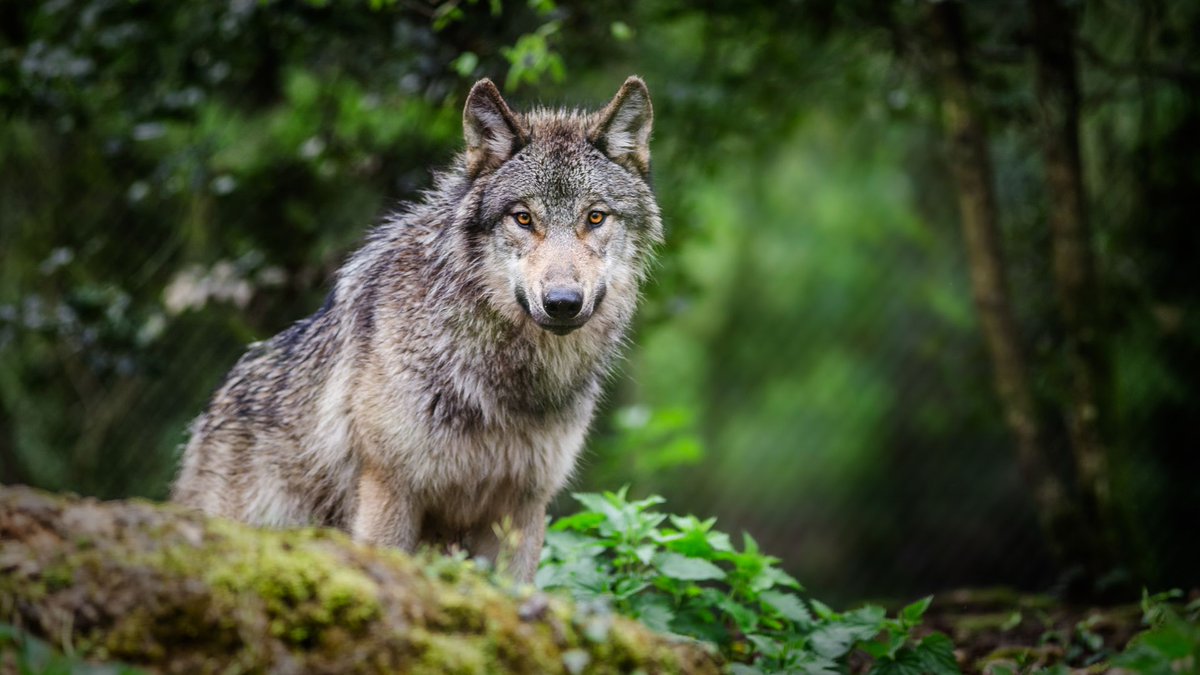 Stephanie Manka (Schuttler), Ph.D. | Scientist tweet media