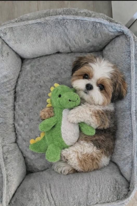 twaniimals's tweet image. 