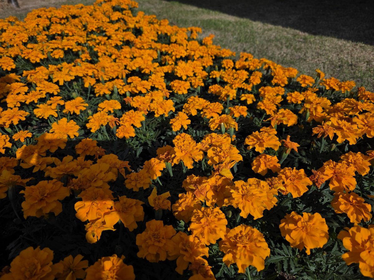 꽃은 행복입니다 ❤️ 행복한 주말 보내세요.