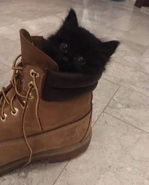 visualscat's tweet image. 