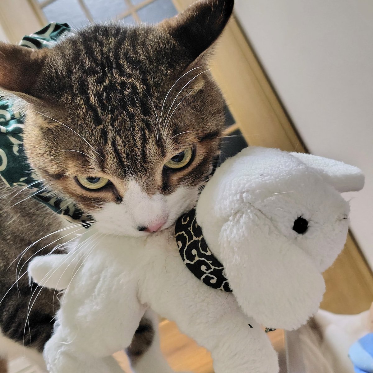 のぶりん (@Nana7Poirot1) / Posts / X