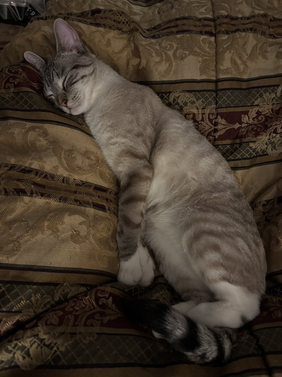 Having an eepy day with Comet, must be dreaming of cuddles