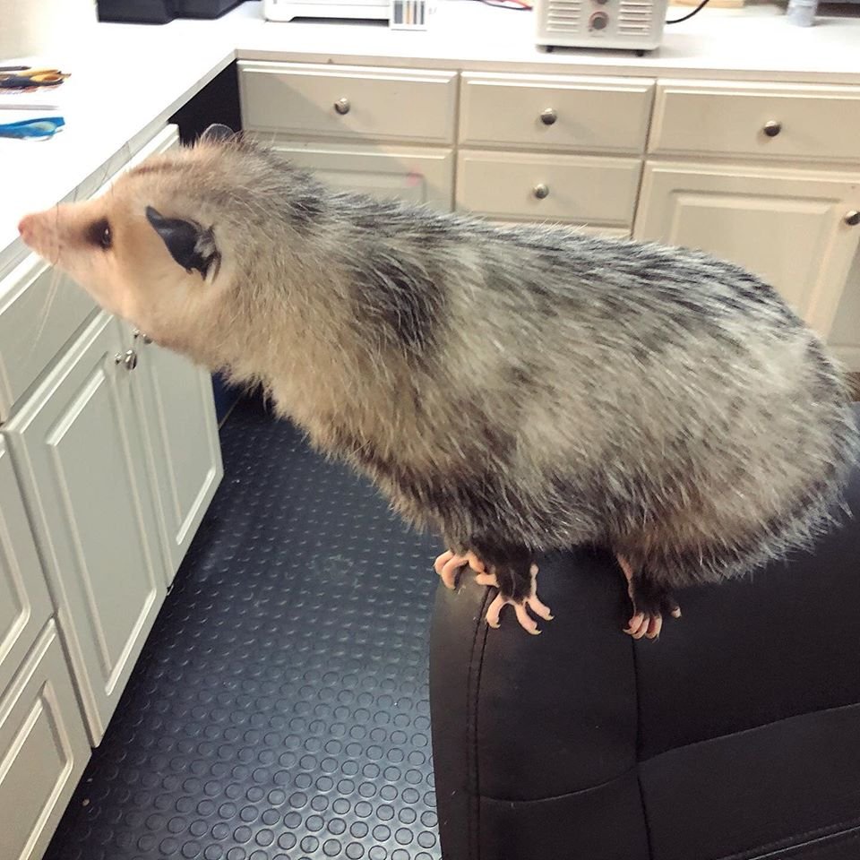 PossumPost's tweet image. 