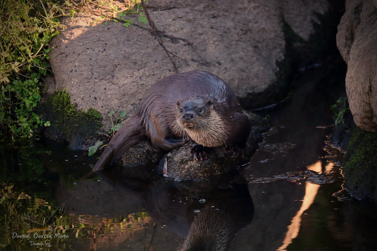 Nutria oteando sus alrededores tras salir del agua en Sierra Morena... A pesar de su desconfianza y de moverse casi todo el rato bajo el agua, tuve suerte de que asomó muy cerquita mía... #nutria #lutralutra #faunaiberica #debicheo #conmisprismaticosatodosloslados
