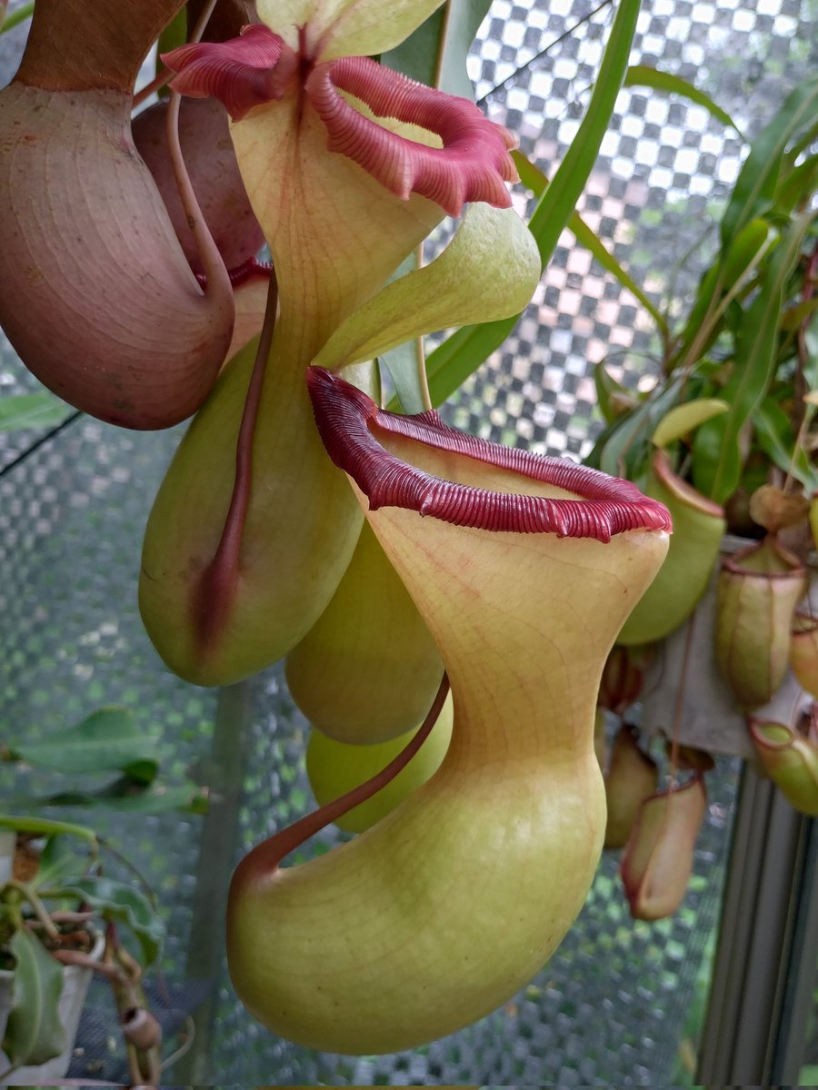 去年の袋を思い出して懐かしむ、1本だけ成功した挿し木苗も少しずつ