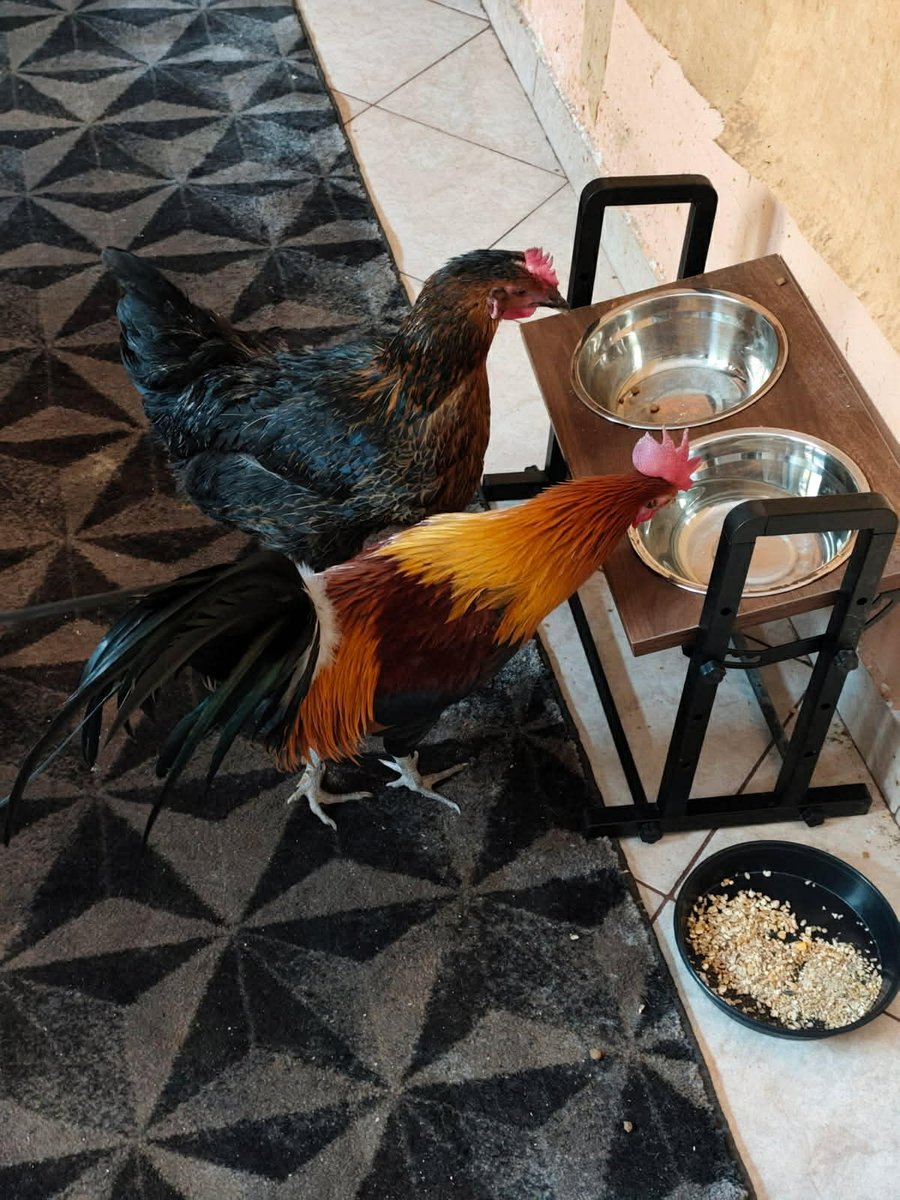 Karolina W. vel Sol 🇵🇱 tweet media